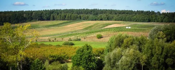 Winnica Miłosz: Szlachetna tradycja w nowoczesnym wydaniu