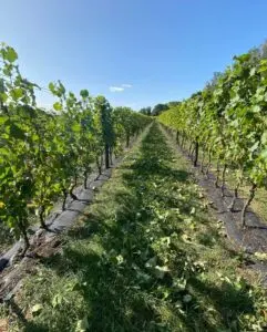 Winobus do winnicy Łukasz